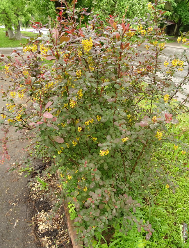 Image of Berberis vulgaris f. atropurpurea specimen.