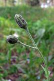 genus Hieracium