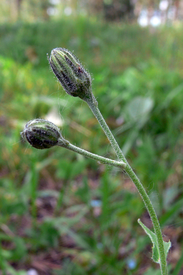 Изображение особи род Hieracium.