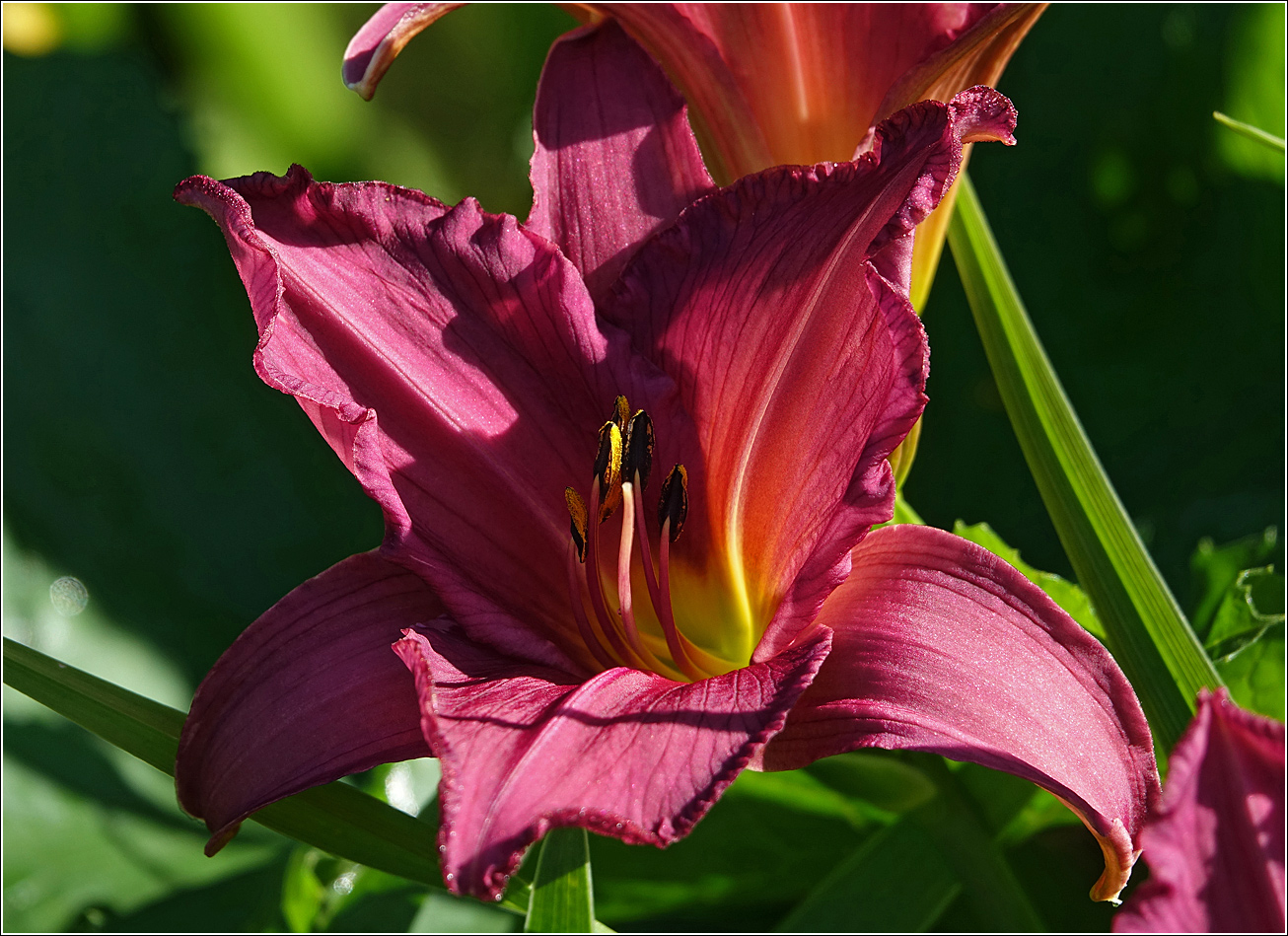 Image of Hemerocallis &times; hybrida specimen.