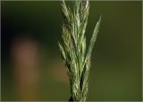 Calamagrostis epigeios