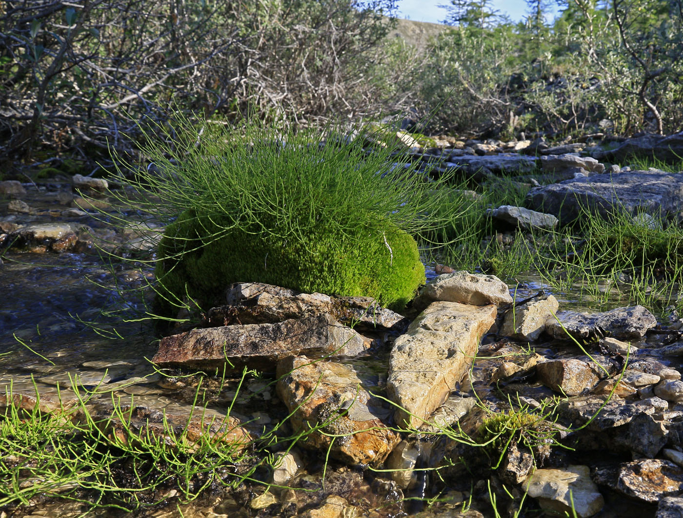 Image of Equisetum arvense specimen.