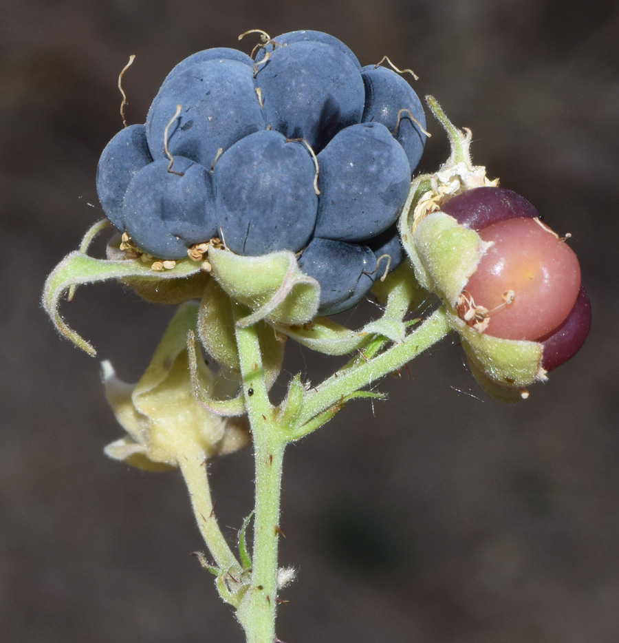 Изображение особи Rubus caesius.