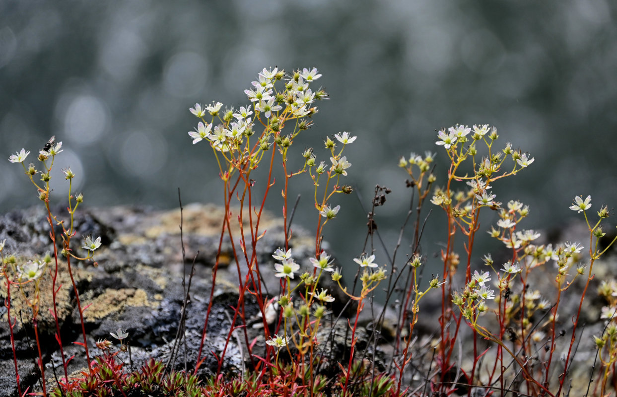 Image of Saxifraga spinulosa specimen.