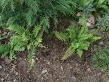 Polystichum munitum. Спороносящее растение (слева; справа - Dryopteris atrata). Московская обл., г. Видное, садовый участок, кислый цветник. 30.09.2023.