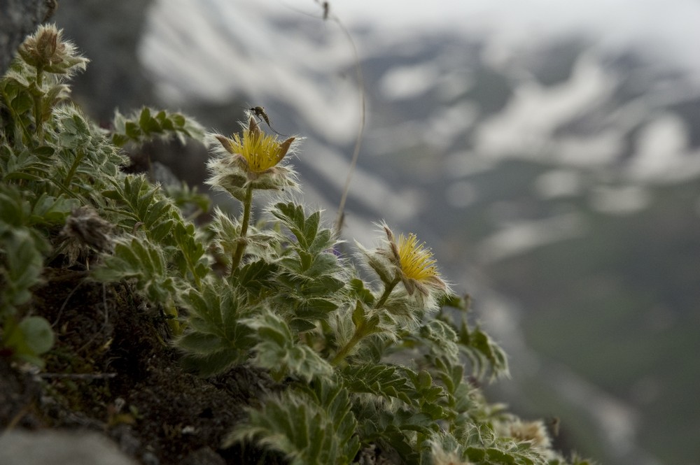 Изображение особи Novosieversia glacialis.