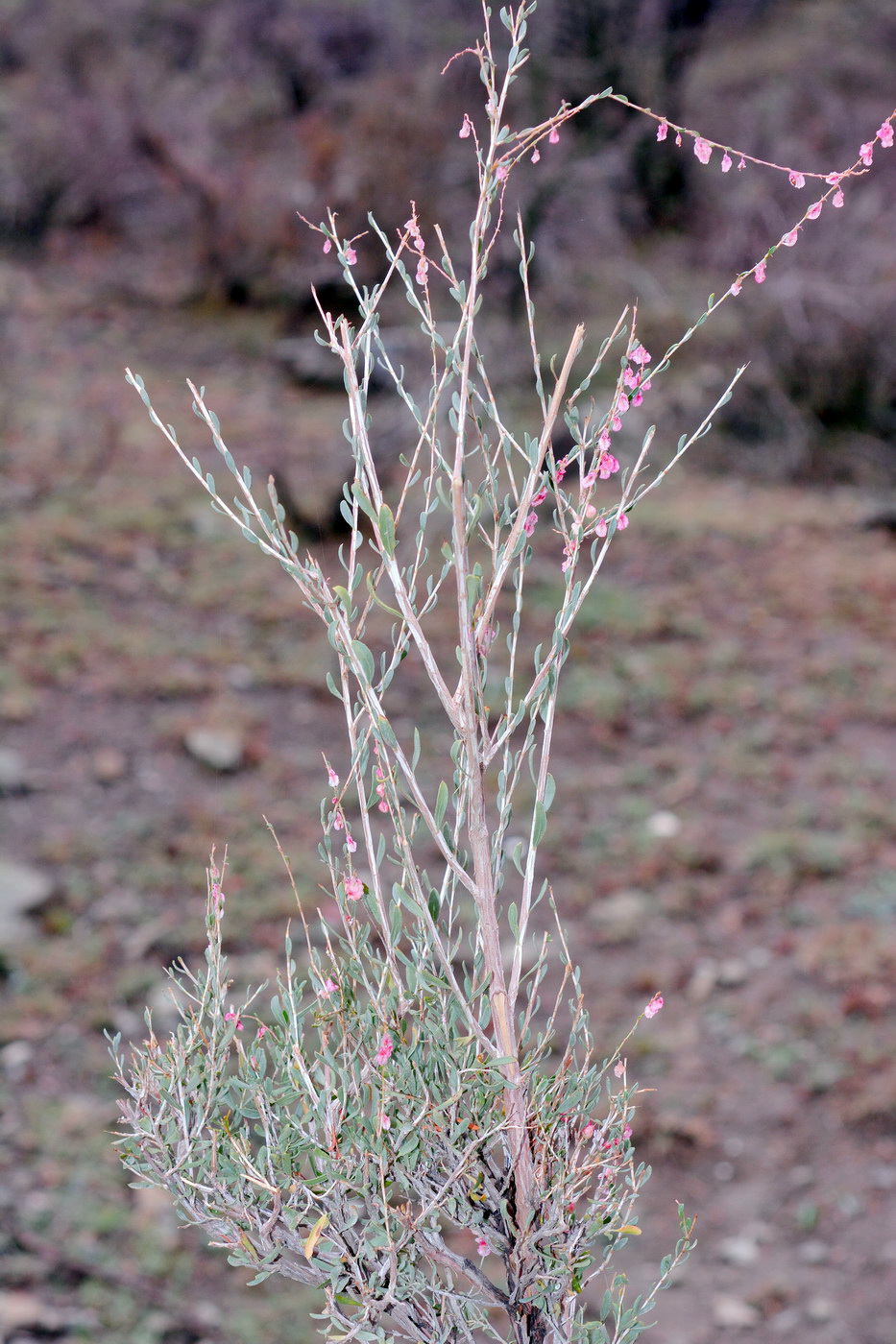 Image of Atraphaxis virgata specimen.