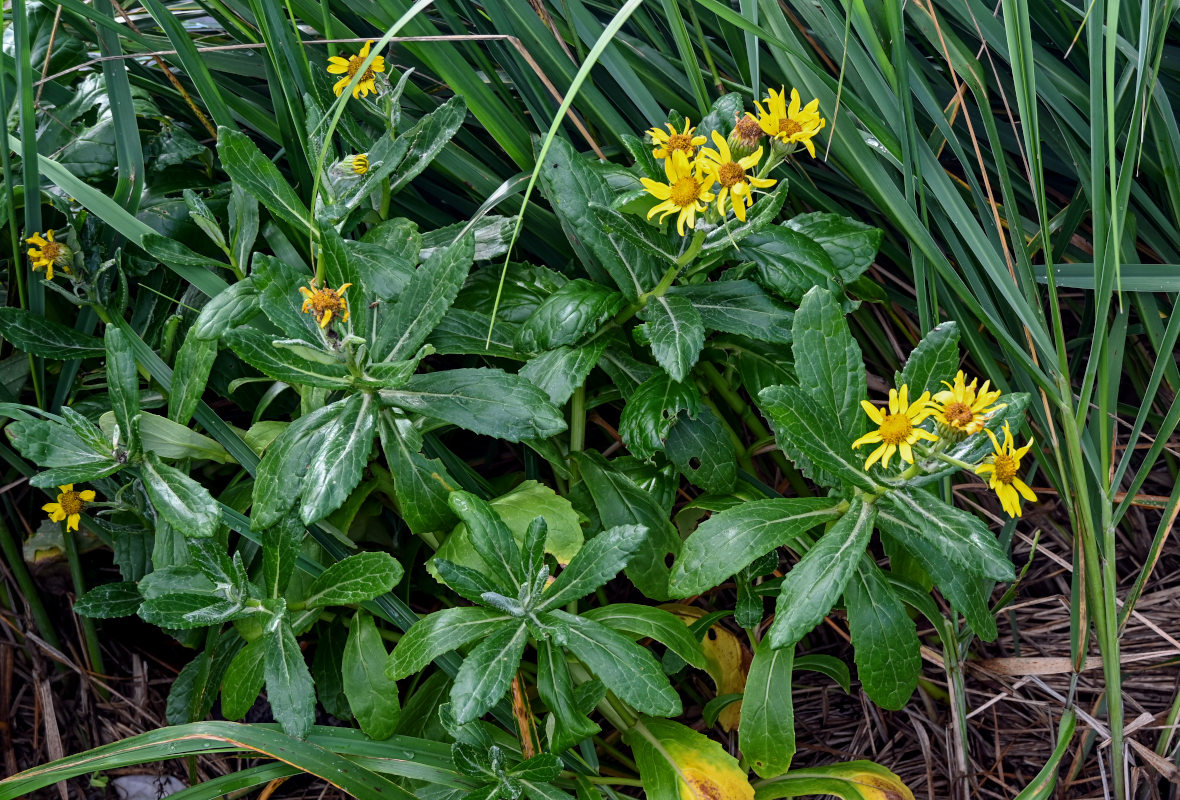 Image of Senecio pseudoarnica specimen.
