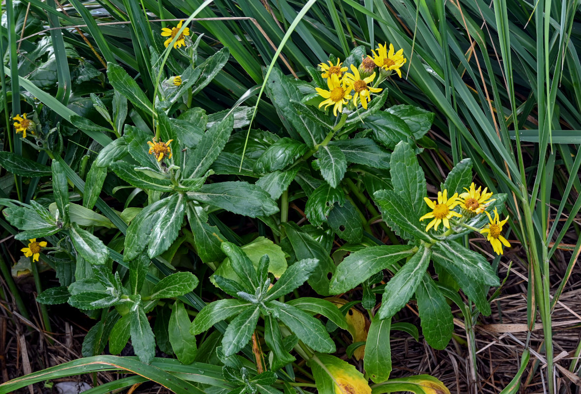 Изображение особи Senecio pseudoarnica.