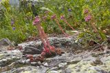 Sempervivum pumilum. Цветущие растения. Карачаево-Черкесия, Урупский р-н, хр. Загедан, Загеданские озёра, ≈ 2600 м н.у.м., морена, альпийский луг, на скале. 08.08.2023.