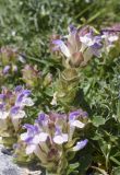 Scutellaria alpina. Соцветия. Испания, автономное сообщество Каталония, провинция Жирона, комарка Рипольес, муниципалитет Сеткасес, курорт \"Вальтер 2000\", ≈2200 м н.у.м., нижняя часть склона зап. экспозиции, каменистое русло временного потока. 03.07.2022.