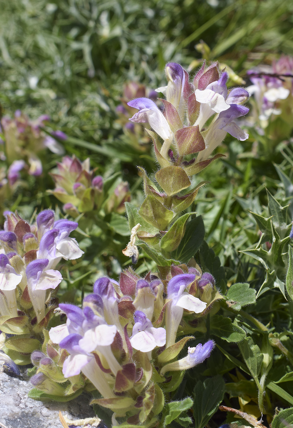 Изображение особи Scutellaria alpina.