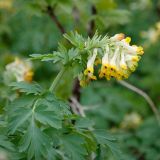 Corydalis nobilis