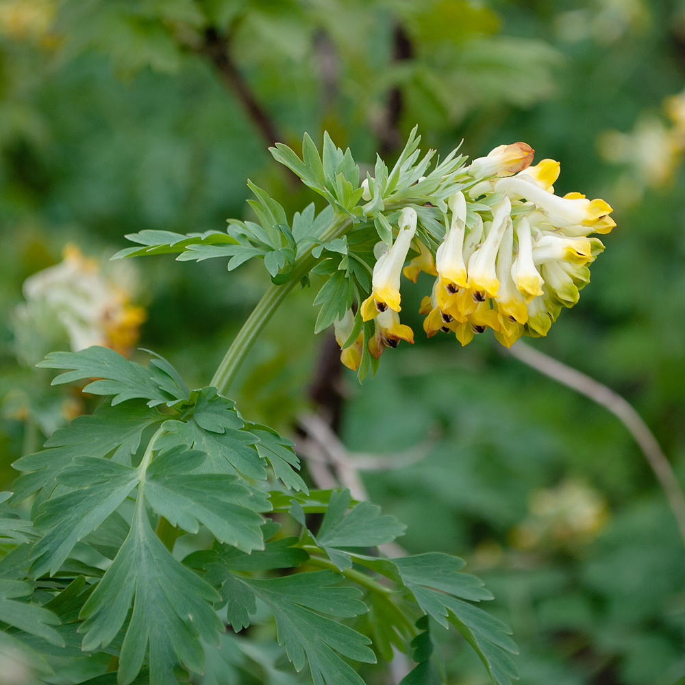 Image of Corydalis nobilis specimen.