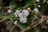 Gypsophila capitata. Соцветие с жуком(-горбаткой?). Дагестан, Буйнакский р-н, долина р. Сулак, побережье Чиркейского водохранилища, сухой глинистый склон. 28.07.2022.