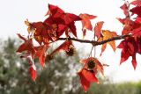Liquidambar styraciflua. Верхушка плодоносящей ветви с листьями в осенней окраске. Израиль, г. Ришон-ле-Цион, в культуре. 25.11.2023.