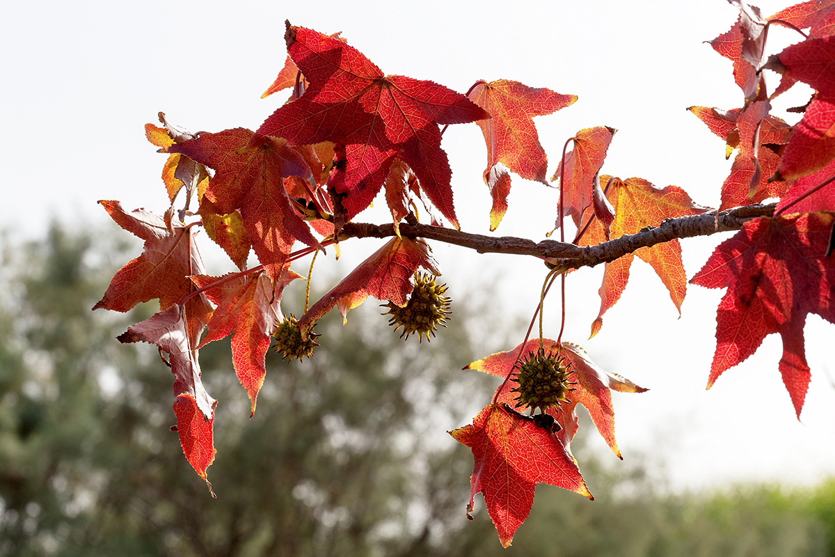 Изображение особи Liquidambar styraciflua.