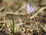 Crocus reticulatus