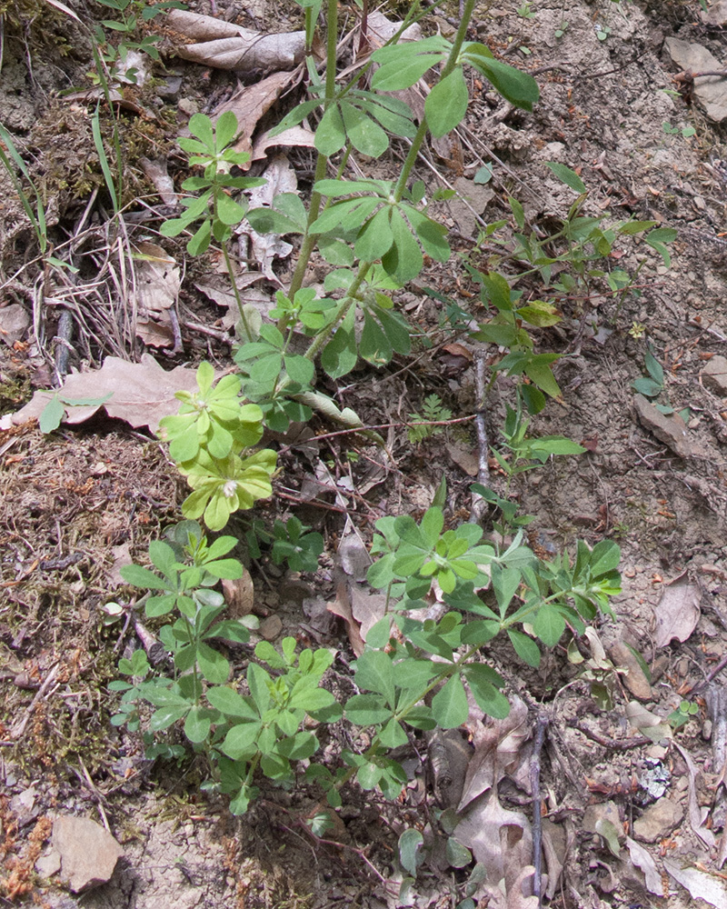 Image of Dorycnium graecum specimen.