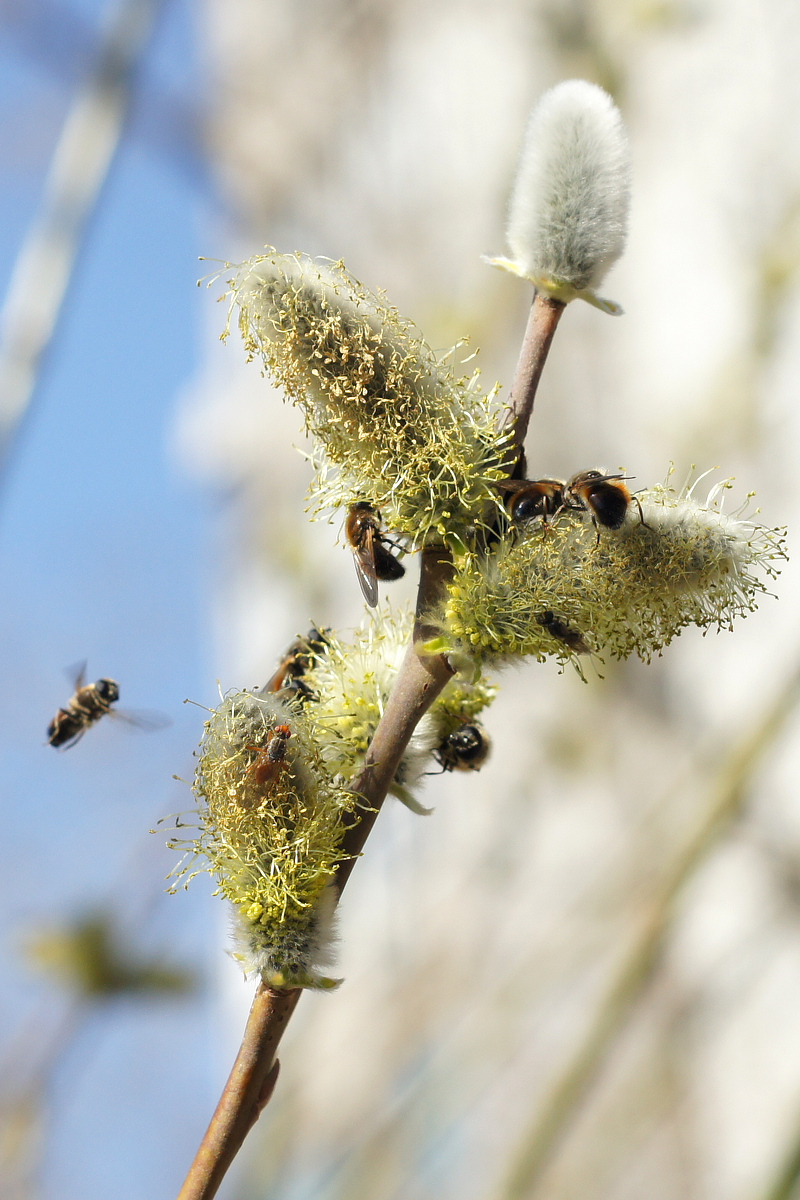 Image of Salix gmelinii specimen.