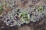 Ranunculus sceleratus