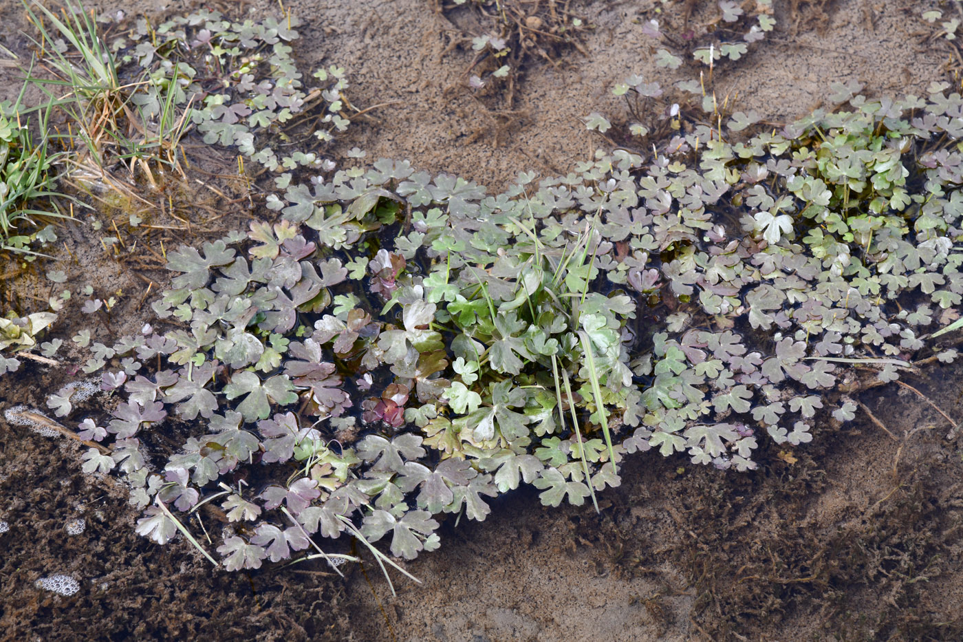 Изображение особи Ranunculus sceleratus.