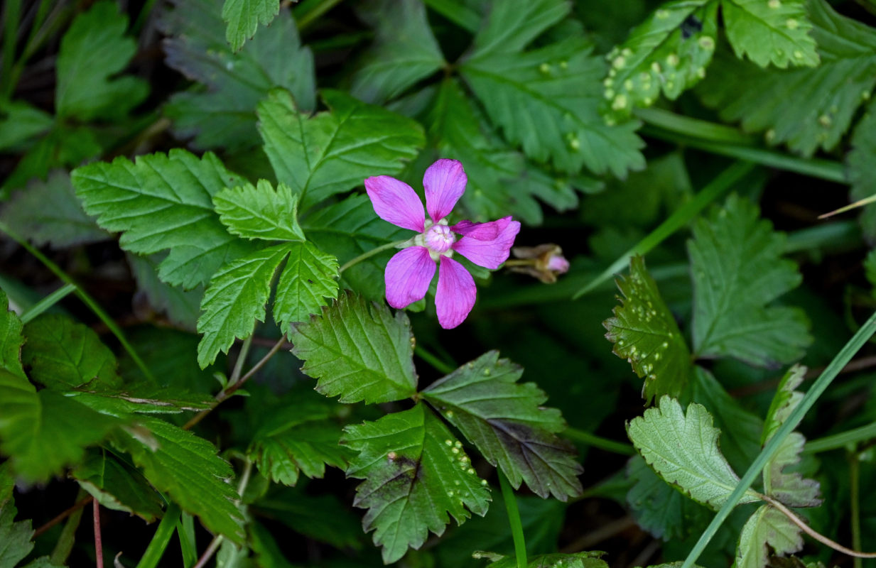 Image of Rubus arcticus specimen.