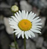 Leucanthemum vulgare