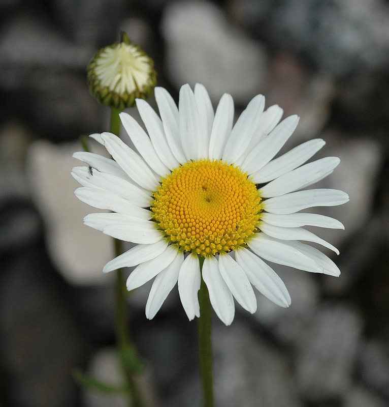 Изображение особи Leucanthemum vulgare.