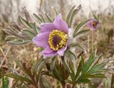 Pulsatilla dahurica