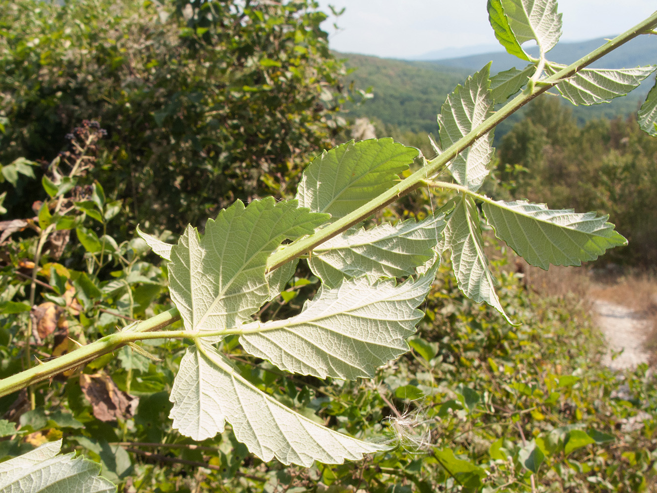 Image of Rubus lloydianus specimen.