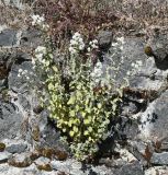 Majorana hortensis