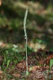 Spiranthes spiralis. Цветущее растение (высота растения 23 см; длина соцветия 11 см). Краснодарский край, г/о Сочи, Адлерский р-н, окр. с. Красная Воля, выс. ок. 215 м н.у.м., используемый под выпас заброшенный сад. 27 сентября 2023 г.