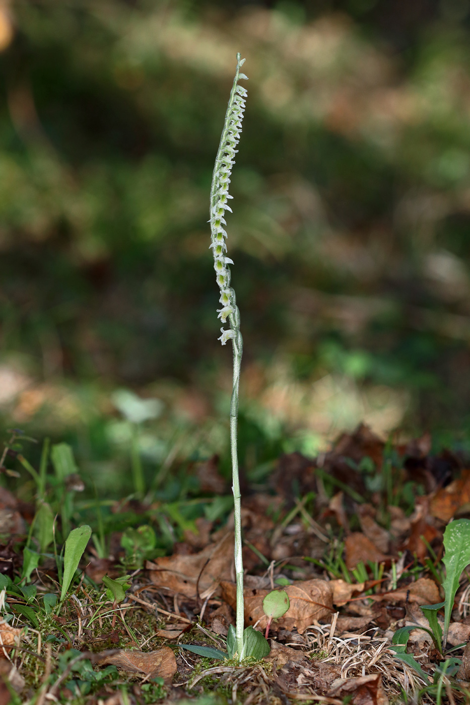 Image of Spiranthes spiralis specimen.