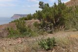 Limonium sareptanum. Цветущее растение. Крым, окр. Балаклавы, тропинка в посадках сосны среди можжевелового редколесья. 16.07.2024.