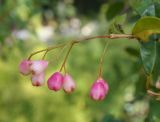 род Syzygium