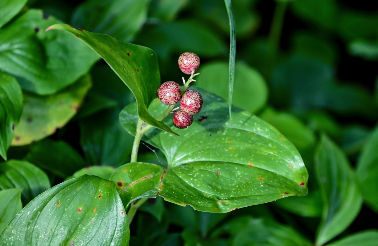 Изображение особи Maianthemum dilatatum.