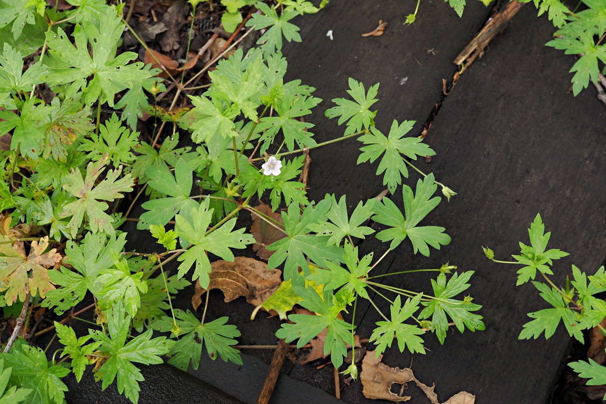 Image of Geranium sibiricum specimen.
