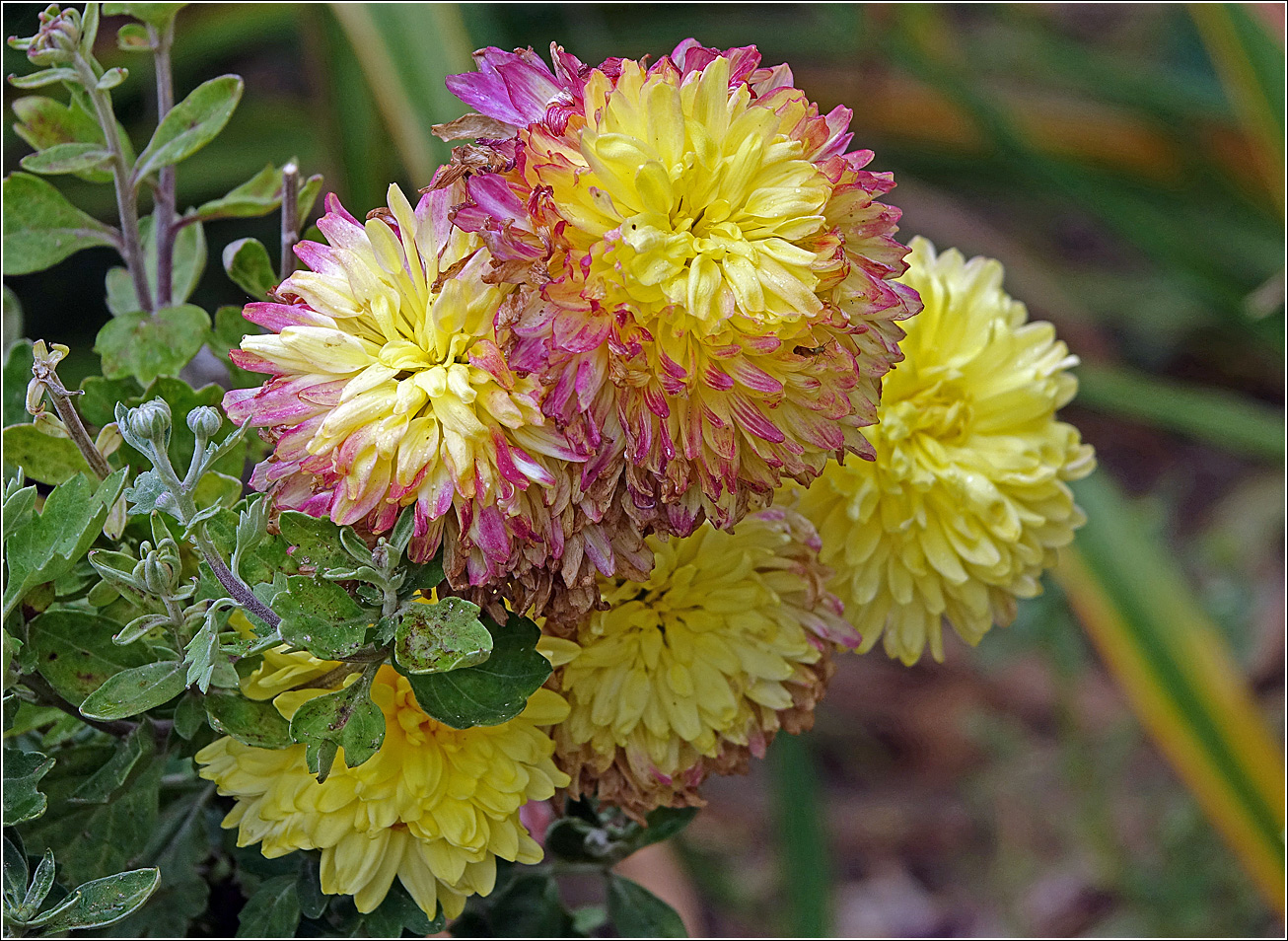 Изображение особи Chrysanthemum indicum.
