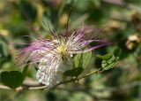 Capparis herbacea