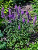 Veronica spicata