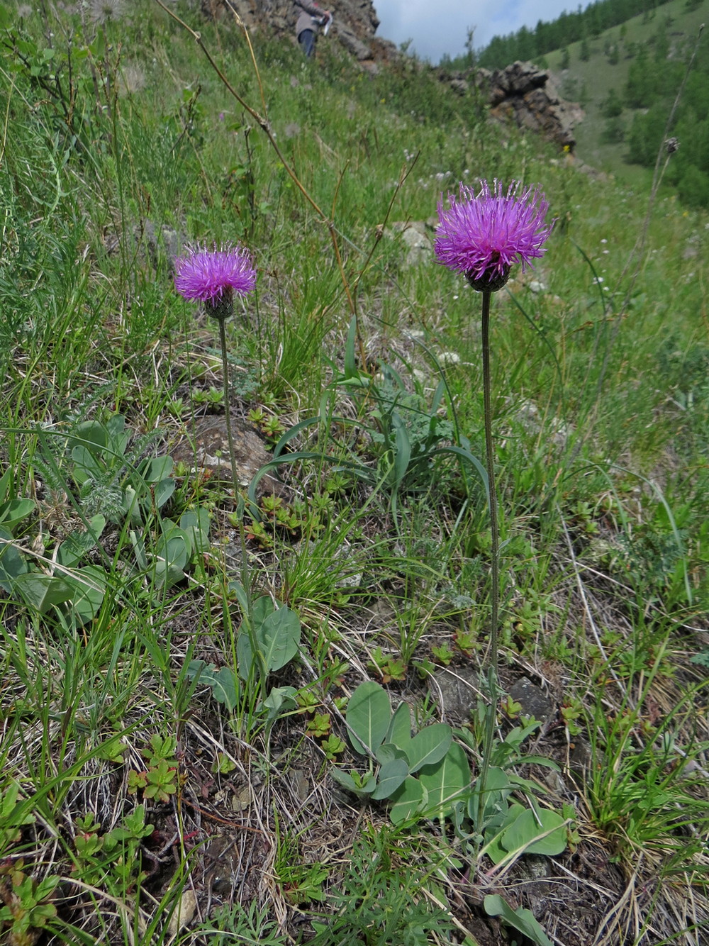 Изображение особи Klasea marginata.
