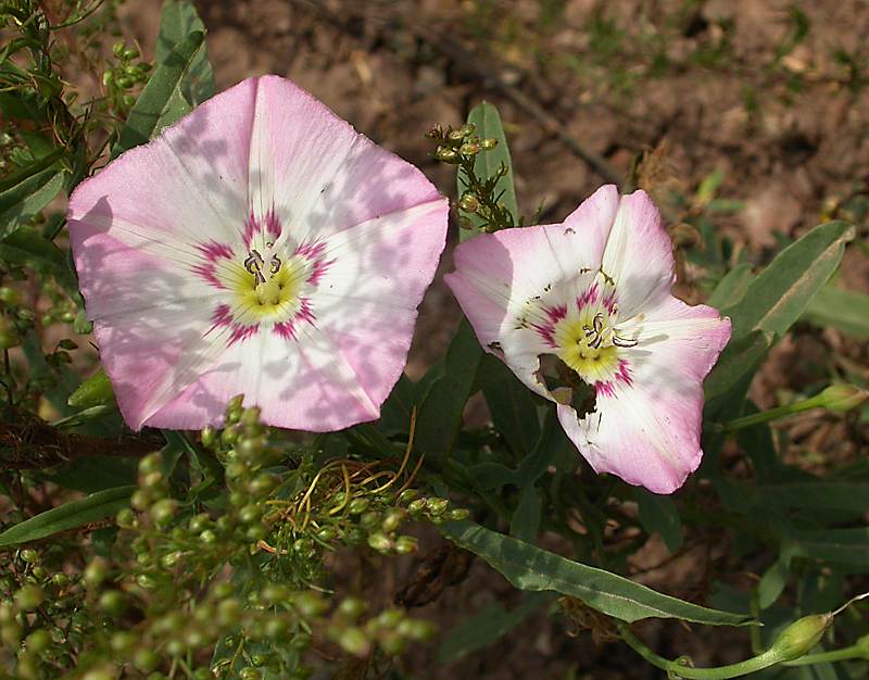 Изображение особи Convolvulus chinensis.