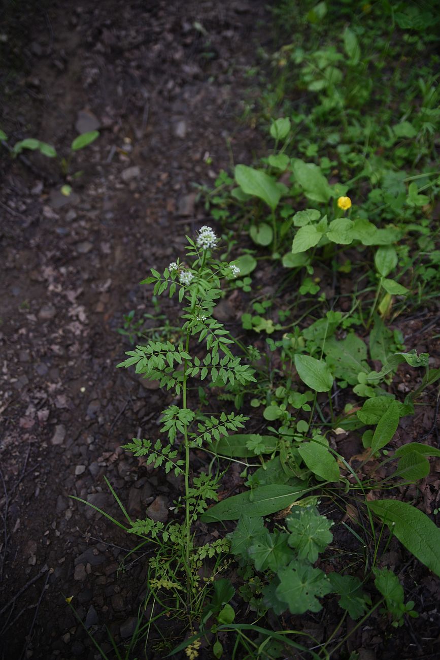 Изображение особи Cardamine impatiens.