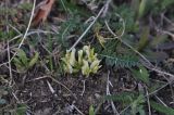 род Astragalus