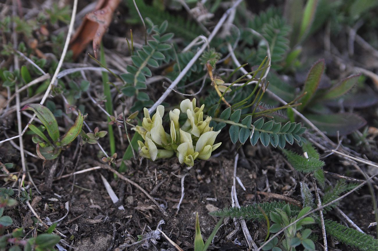 Изображение особи род Astragalus.