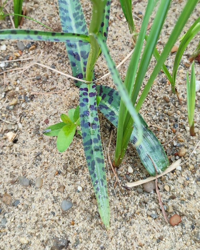 Image of Dactylorhiza fuchsii specimen.