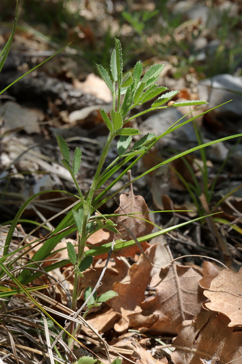Image of Ononis pusilla specimen.