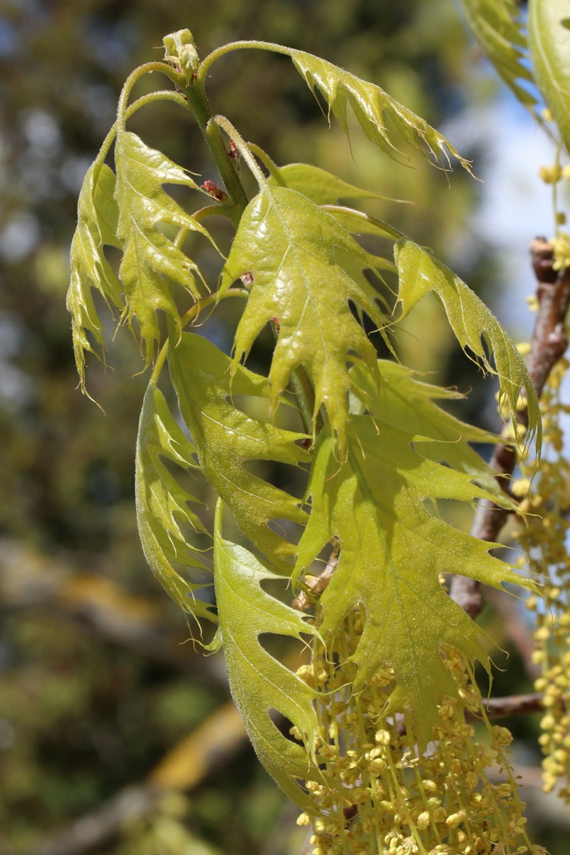 Image of Quercus rubra specimen.