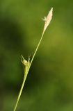 Carex tenuistachya. Верхушка плодоносящего побега. Приморский край, Октябрьский р-н, окр. с. Гранатовка, верхняя часть остепнённого южного склона у края плато, разреженные заросли кустарников. 21.05.2025.